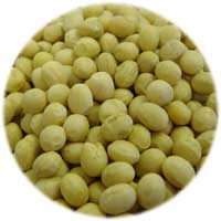 無化肥・無農薬栽培の生大豆