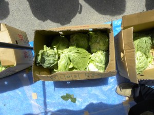 キャベツは大人気！被災地では野菜が足りていません！！