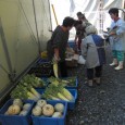 今週から大根、里芋の収穫量が増えてきました。 今週も雄勝仮設住宅へ。。。     重機が入り復興の工事がやっと始まりつつあります。